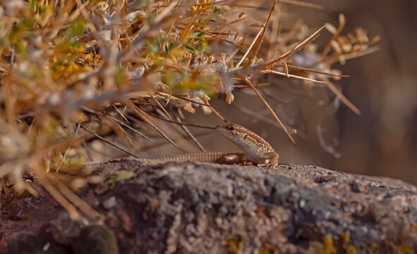 The snake-eyed lizard (Ophisops elegans) is a common species in Turkey. It feeds on small insects and has interesting hunting skills.