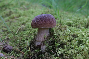 Boletus in August