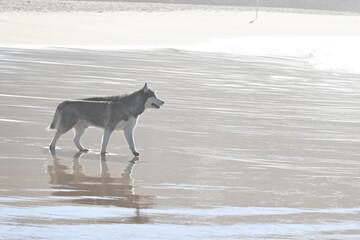 Dog on the beach