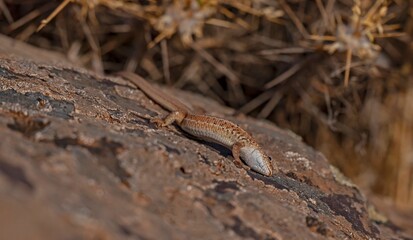 The snake-eyed lizard (Ophisops elegans) is a common species in Turkey. It feeds on small insects and has interesting hunting skills.