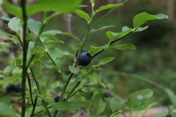 Blueberry. July.2025