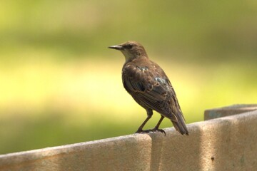 bird on a fence
