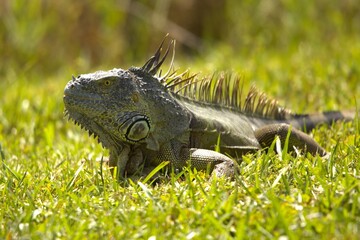 iguana in the grass