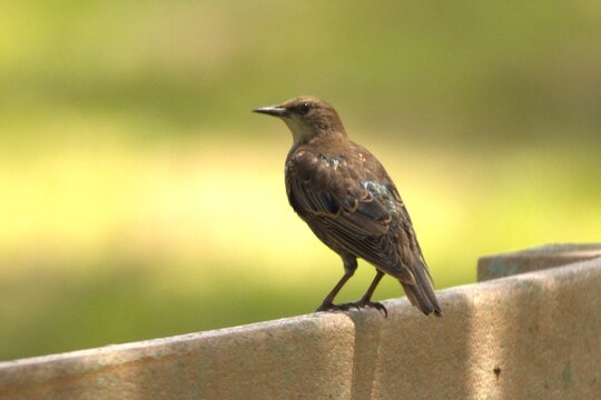 bird on a fence