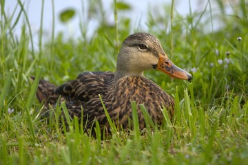 duck on the grass