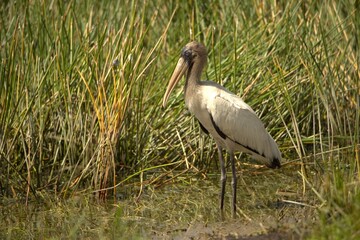 yellow billed stork