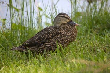 duck on the grass