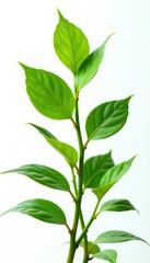 Close-up of isolated long stemmed Anubias plant with curly leaves on white background, single stem plant, aquarium plant, aquatic stem plant