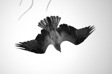 osprey in fly