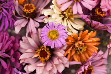 Fototapeta premium Vibrant array of colorful blossoms on display in a lush garden during a sunny afternoon