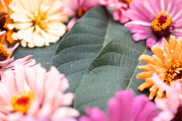 Colorful floral arrangement featuring vibrant blooms arranged around green leaves for a fresh natural look