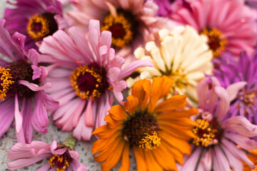 Colorful display of zinnia flowers in various shades arranged beautifully outdoors during a sunny...