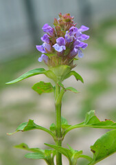 Prunella vulgaris grows in nature in summer