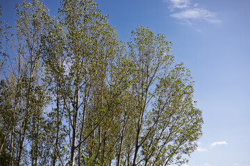 Bright afternoon light shining through green leaves of tall trees under a clear blue sky in a peaceful outdoor setting