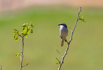 A Loggerhead Shrike perched on the twig of a growing Spring tree with an open green field background in a natural habitat.