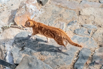 A ginger cat walking along a stone path at Alanya Castle in Turkey. The cat explores the historic...