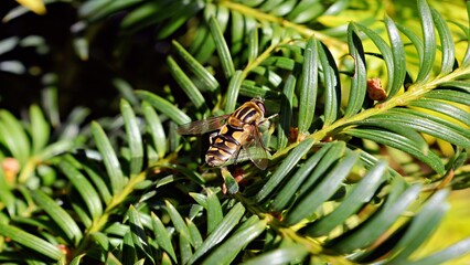 eine Art fliege auf einem Ast 