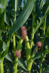 Obraz premium Close-up of green corn stalks with silk emerging from the top of the ears in a sunny outdoor setting.