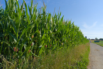 Close-up of green corn stalks with silk emerging from the top of the ears in a sunny outdoor setting.