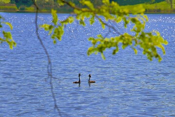 zwei Taubentaucher am balzen auf blauem Wasser 