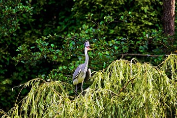 junge Graureiher im einem Nest am schreien 