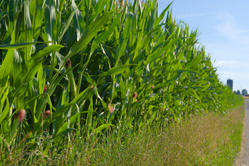 Close-up of green corn stalks with silk emerging from the top of the ears in a sunny outdoor setting.