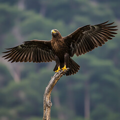 Obraz premium portrait of a bald eagle