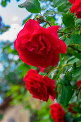 Beautiful red roses on a green bush. Useful for congratulations, postcard