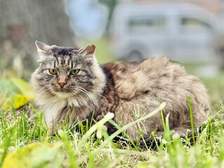 Fluffy tabby cat resting in green grass outdoors, looking calmly into the distance with green eyes. Natural light, soft fur, peaceful moment.