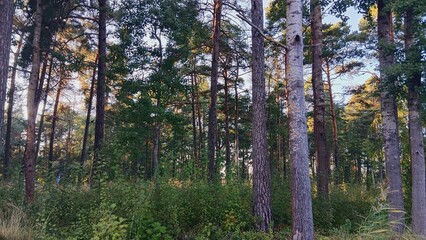 Obraz premium Serene Scandinavian Pine Forest with Lush Green Underbrush