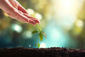 hand pouring water on small green plant.