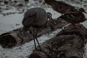 A close-up of a great blue heron with a fresh catch, its head lowered as it grips a small fish in its long, powerful beak.