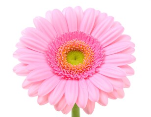 Close-up of a single pink gerbera daisy