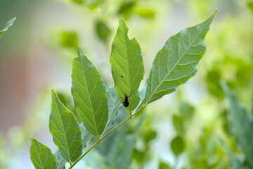 European weevil beetle (Liophloeus tessulatus)