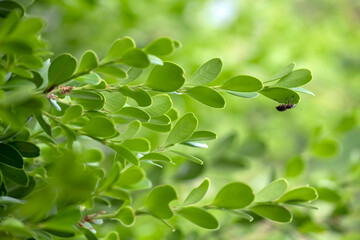 European weevil beetle (Liophloeus tessulatus)