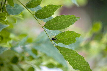European weevil beetle (Liophloeus tessulatus)