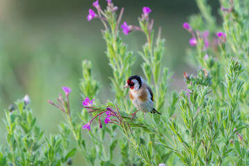 European goldfinch or Carduelis carduelis hairy willow-herb wildflower