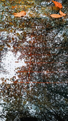 Obraz premium Rain drops and autumn leaves resting on car rear window in bohemian paradise