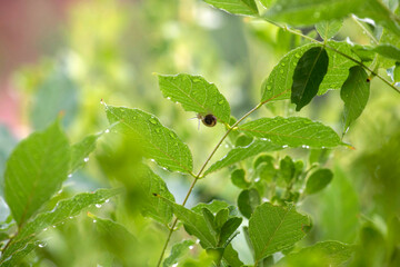 Garden Snail (Cornu aspersum) crawling on a plant