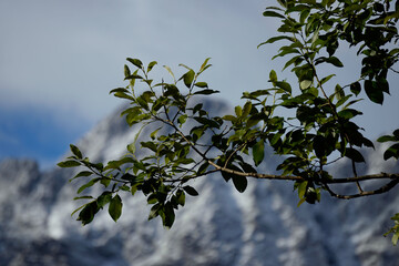 Green leafy branch in sharp focus stands against blurred snowy mountain backdrop. Foreground detail...