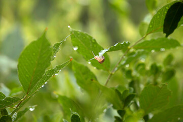 Garden Snail (Cornu aspersum) crawling on a plant