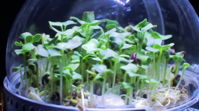 Experiments with plants in zero gravity,
leaves growing inside a space capsule.