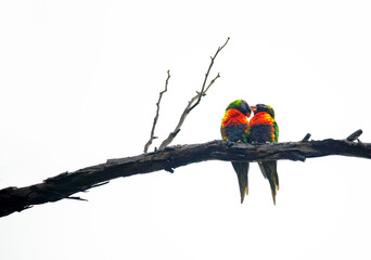 Rainbow Lorikeets (Trichoglossus moluccanus)