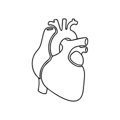 Simple line art human heart anatomy diagram medical symbol healthcare cardiovascular