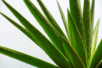 Yucca elephantipes ‘Spineless Yucca/Stick Yucca’ plant