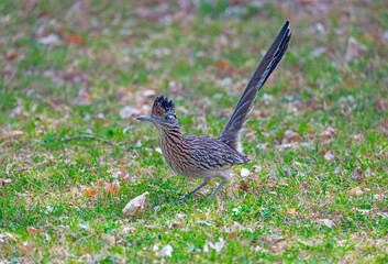 Greater Road Runner in Full Display