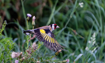 European goldfinch or Carduelis carduelis in flight in Norfolk Broads