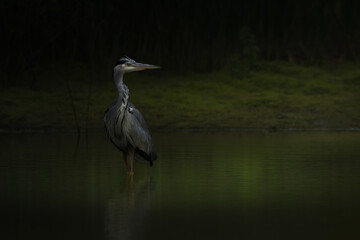 Naklejka premium Grey heron in soft light (ardea cinerea)