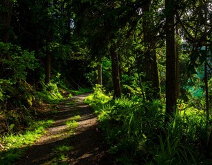 Obraz premium Sunny forest path