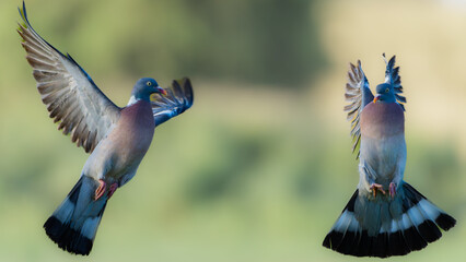 Common wood pigeon or Columba palumbus in air in combat or fighting.